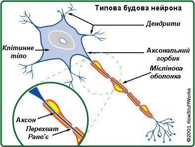 Як називається оболонка, якою вкритий нейрон ззовні?​