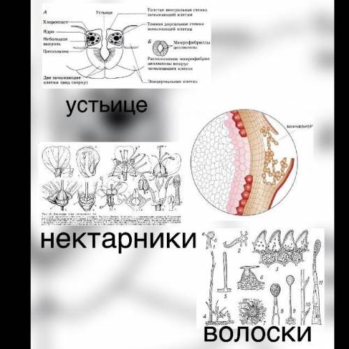 задания 7 класс, не хочу получить 6/16