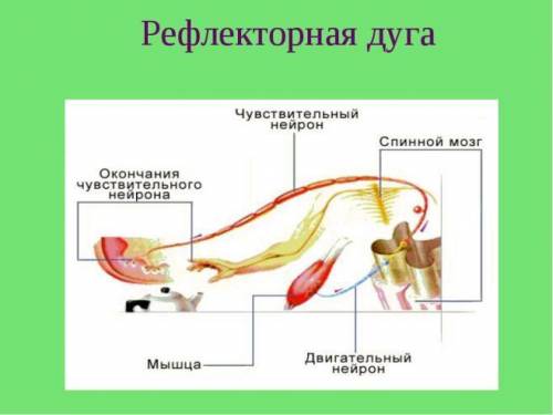 Что представыляет собой рефлекторная дуга?​