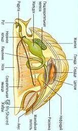 Внешнее и внутреннее строение мягкотелыхОчень надо, заранее огромнейшее