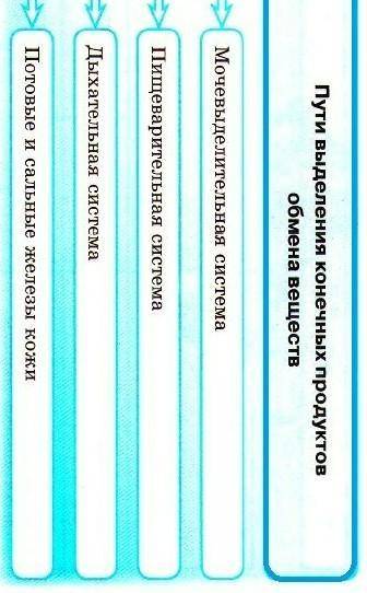 Эссе на тему продукты выделения от жизнедеятельности организмов​