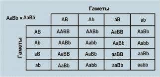 У земляники плоды могут быть красными (А), белыми (а) или розовыми (Аа), а чашечка - нормальной (В),