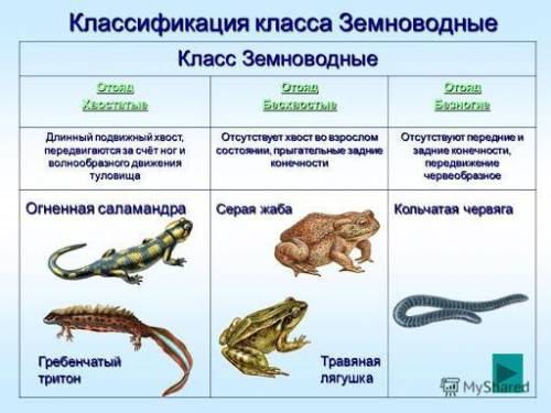 Название особенности строения особенности жизнедеятельности представители безхвостыехвостатыебезхвос
