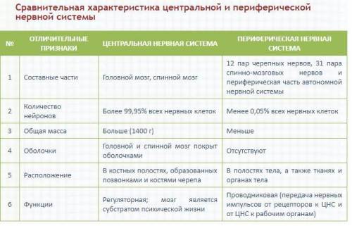 Центральная нервная система и периферическая различия​