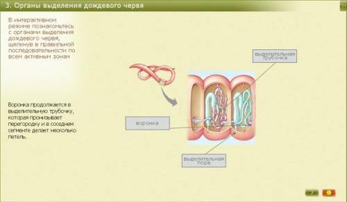Сколько выделительных канальцев в одном сегменте дождевого червя ​