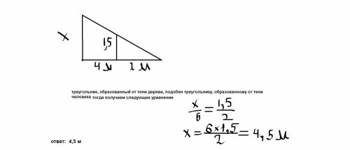 В солнечный день длина тени от человека ростом 1,5 м,стоящего на расстоянии 4 м от дерева,равна 2 м.