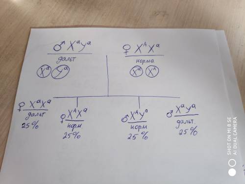 Рецессивный ген дальтонизма локализован в X – хромосоме. Мужчина-дальтоник женился на женщине с норм