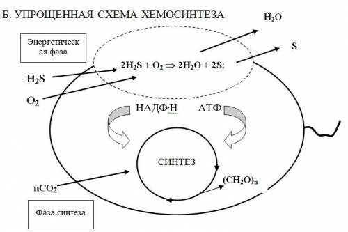 Схема в рисунках фотосинтеза и хемосинтеза​