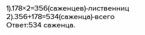 В питомнике вырастили 178 саженцев сосен,а лиственниц в 2 раза больше . сколько саженцев хвойных дер