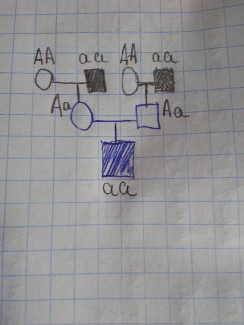 У здоровых родителей родился сын-гемофелик. Каковы генотипы родителей? От кого сын унаследовал этот