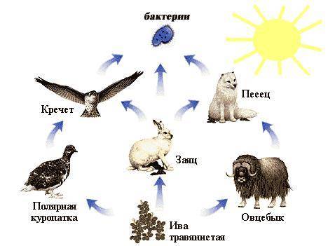 Составь цепи питания для характерных природных зон тундра пустынь​