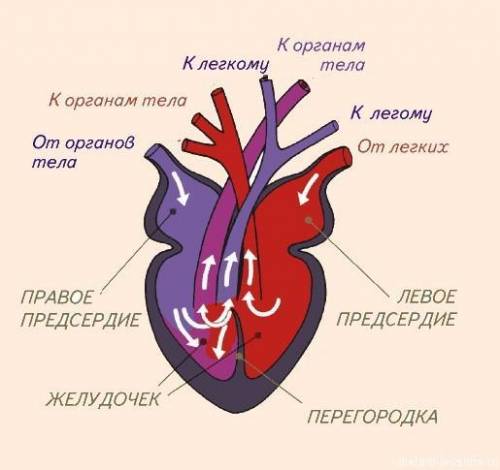 Установи рисунок, на котором представлено сердце пересмыкающегося​