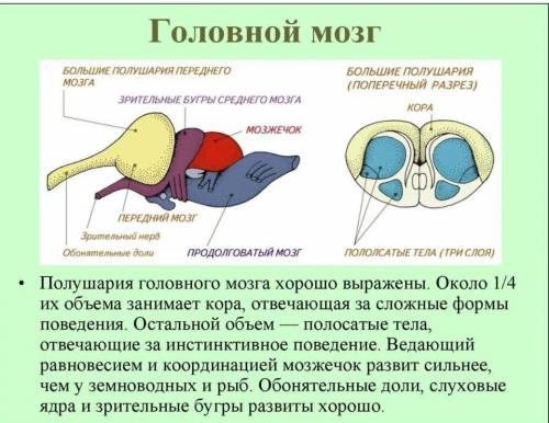 Чем представлена кора головного мозга у рептилий?