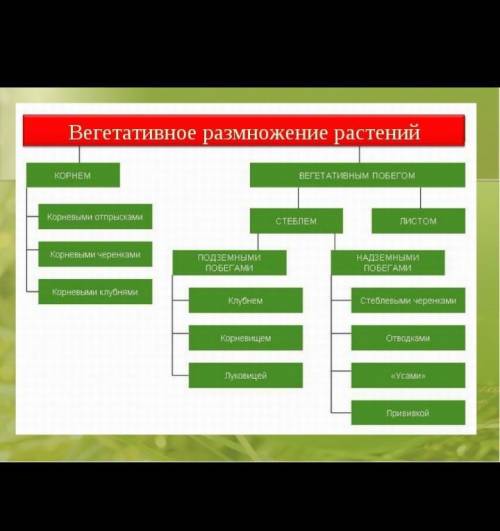 1. Составьте схему вегетативного размножения