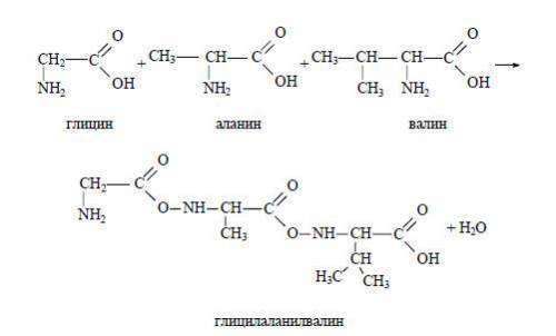 Сколько различных трипептидов может образоваться при сочетании трех аминокислот: глицина, аланина и