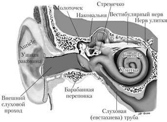 Описать строение уха, зарисовать его, описать анализаторы