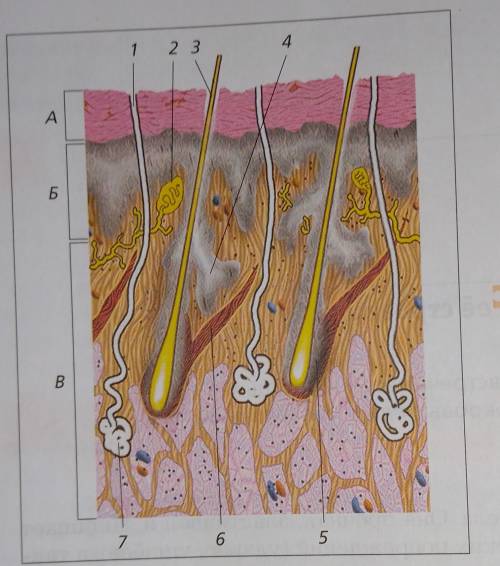 (например, 1-В, 2-Б, 2-А, 4-Б) Характеристика Слои кожи 1) потовые железы; А) эпидермис 2) состоит и