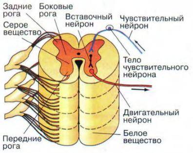 Используя текст параграфа 49, составить в тетради характеристику спинного мозга по плану: 1. Располо