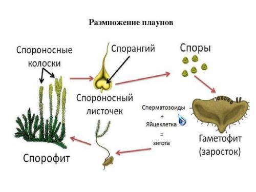 Расположение спорангиев Плаун