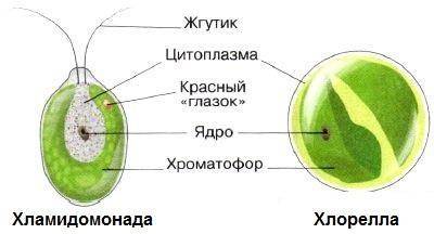 Где обитают и какое строение имеют зелёные одноклеточные водоросли?