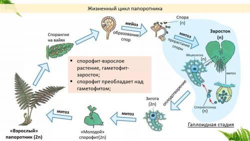 На заростке папоротника образуется:а) спорыб) яйцеклетки и сперматозоидыв) листьяг) спорангии​