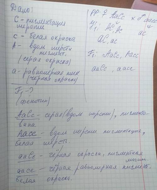 У мышей C доминантный аллель обуславливает пигментацию шерсти , c , рецессивный аллель белую окр