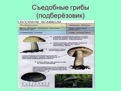 Подберёзовик обозначьте части гриба. Что является особенностью данного гриба?