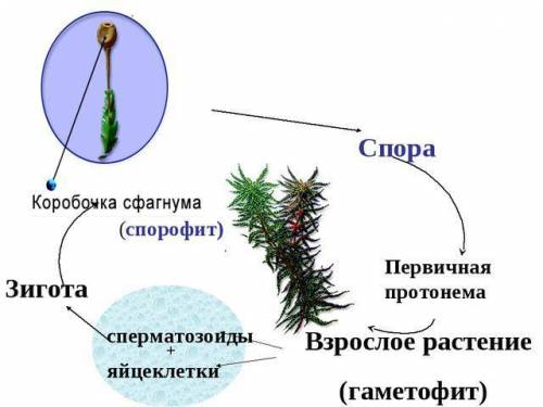 Где образуются споры у сфагнума​