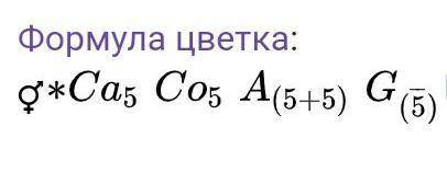 Биология 6 класс! Какими признаками обладает данное цветковое растение? В ответе укажите семейство,