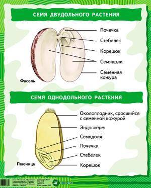 Рисунок цветкового растения с обозначениями , семени однодольного и двудольного растения