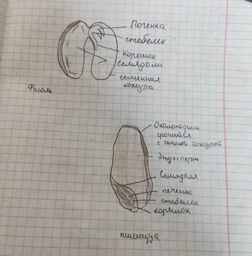 Рисунок цветкового растения с обозначениями , семени однодольного и двудольного растения