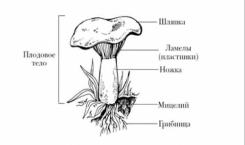 Впишите название частей шляпочного гриба?​