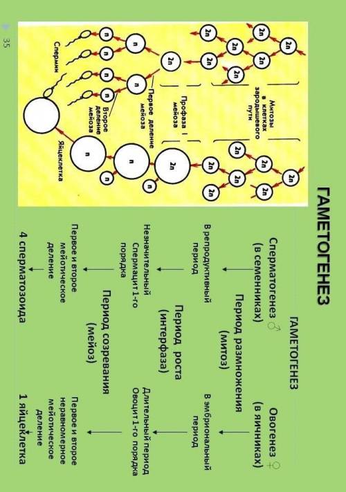 Дать определения гаметогенезу, сперматогенезу, овогенезу. Стадии образования гамет Что происходит в