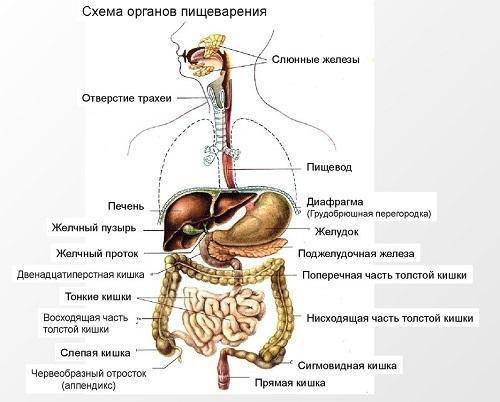 Отделы выделительной системы пищеварения человека​