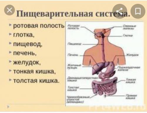 Отделы выделительной системы пищеварения человека​