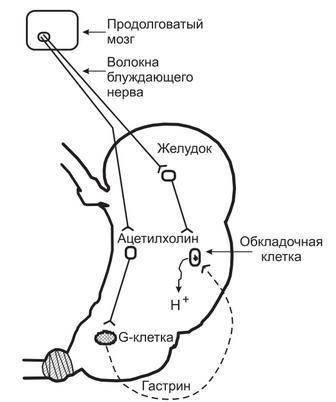 Схема регуляции желудочного сока, выделения желчи и сока поджелудочной железы и кишечного сока