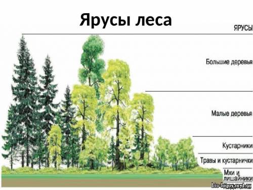 1.Почему организмы обитают только в определенных местах обитания? 2.Как растения в сообществе взаимо