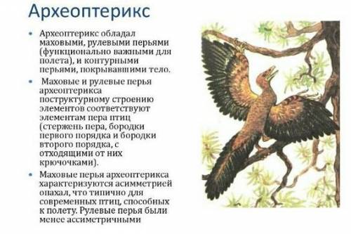 Выбери верное сочетание «предок — потомок»: 1)млекопитающие — зверозубые ящеры 2)голосеменные — хвощ