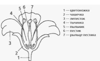 Каково строение цветка растения кратко