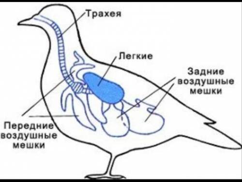 Укажите органы дыхания птиц.б