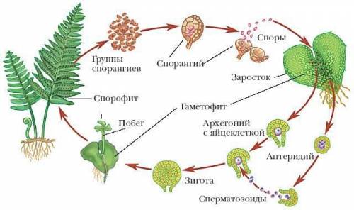 1.Запишите цифру которой обозначен спорангий (мешочек со спорами) 2.гаметофитом папоротника является