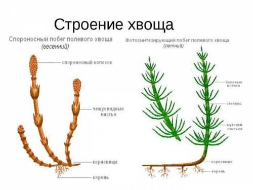 Місцезнаходження спорангіїв у хвоща