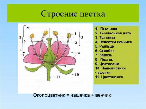 6 класс биология ответе на во