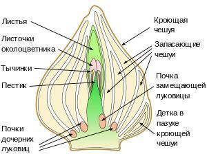 Как устроен цветок у тюльпана?