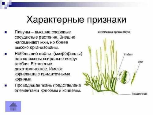 Укажите признаки внешнего строения плаунов ,хвощей ,папоротников. НЕОЧЕНЬ МНОГО