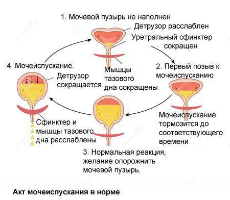 Как происходит мочеиспускание? ​