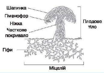 Нужно охаректерезовать будову грибів