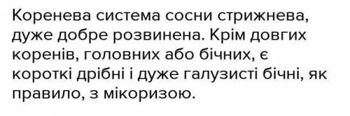 Укажіть особливості кореневої системи сосни,яка зростає на щільних ґрунтах: А-утворюються ризоїди.Б-