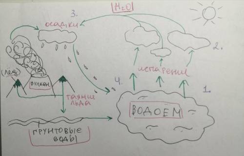 Биология. Составить химические схемы круговорота веществ (свои): С, Р, N, О, S, Н2О В виде генетичес