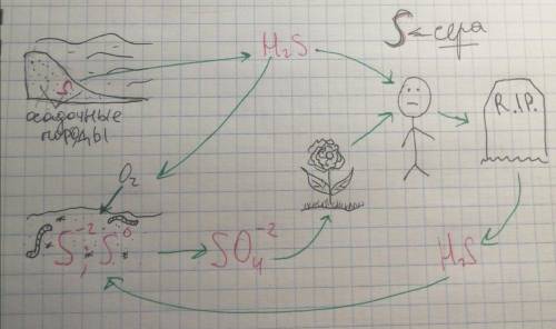 Биология. Составить химические схемы круговорота веществ (свои): С, Р, N, О, S, Н2О В виде генетичес